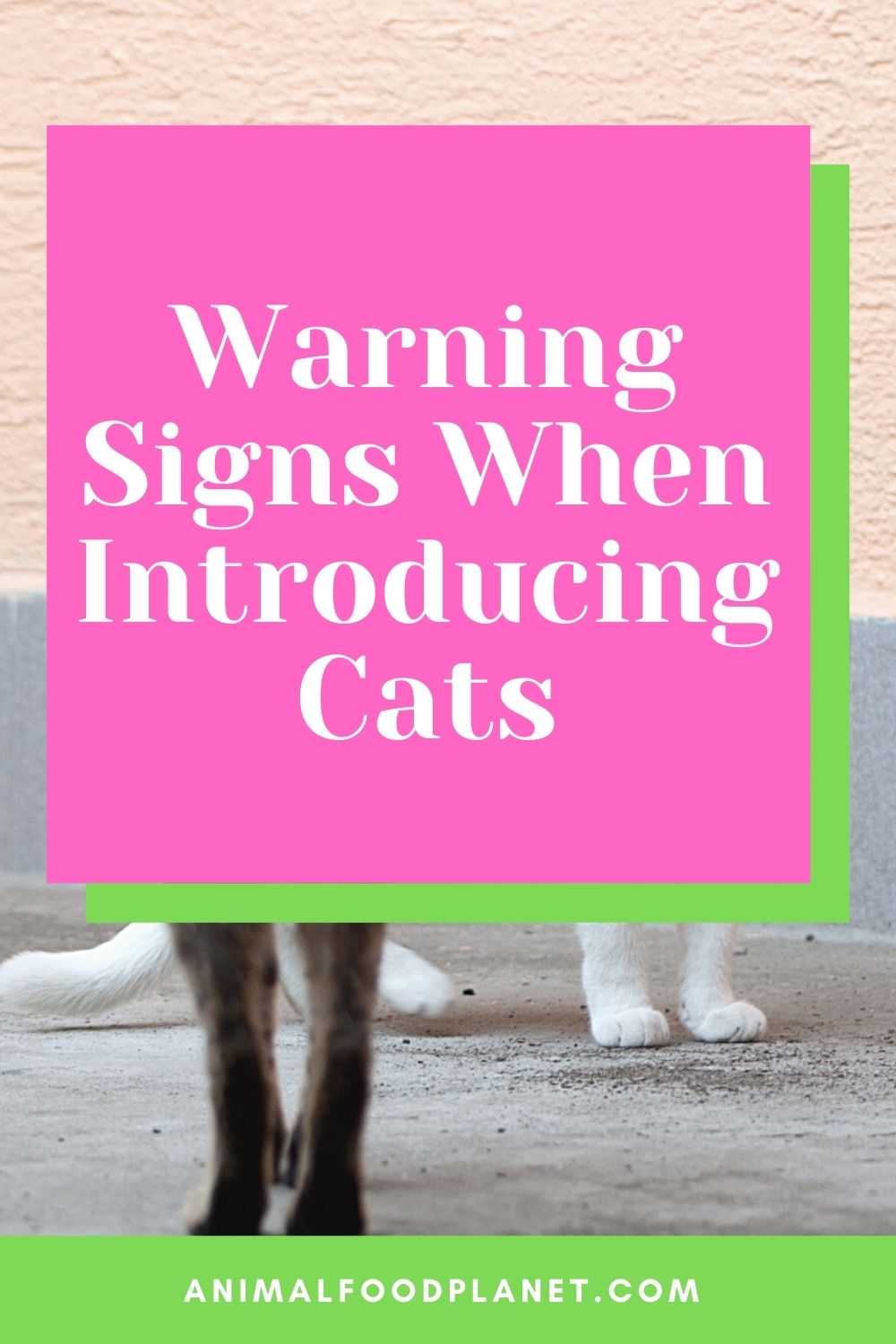 Warning Signs When Introducing Cats