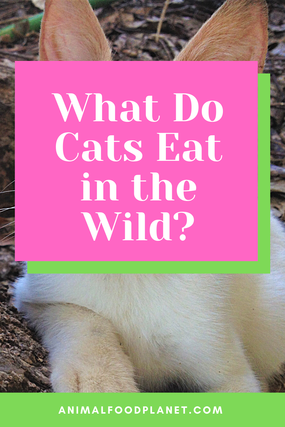 What Do Cats Eat in the Wild