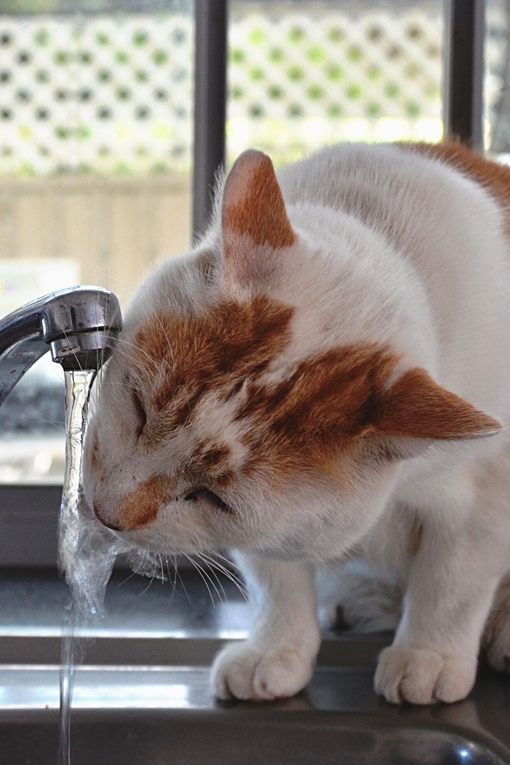 When Cats Drink, They Sometimes Miss Their Mouth