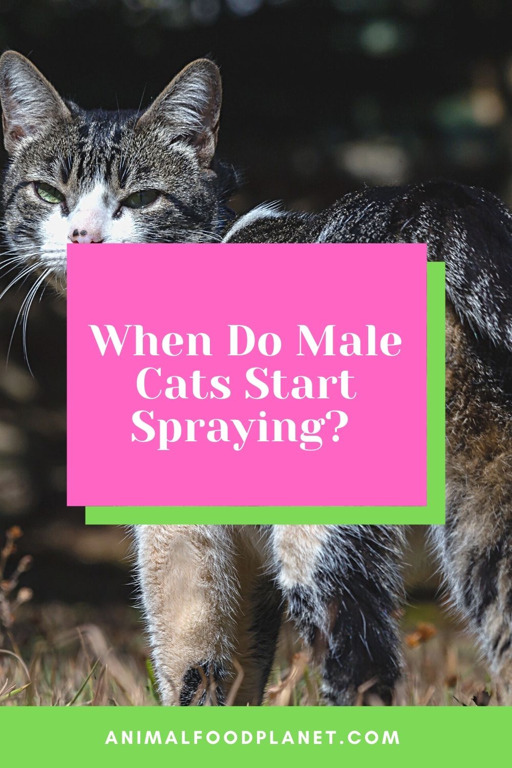 When Do Male Cats Start Spraying