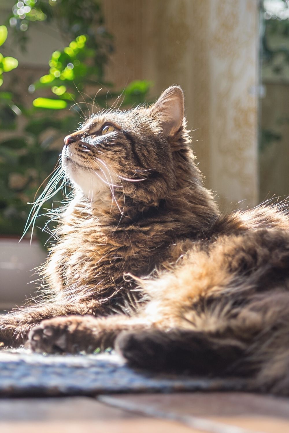When cats sit in the sun, their noses sometimes get dry