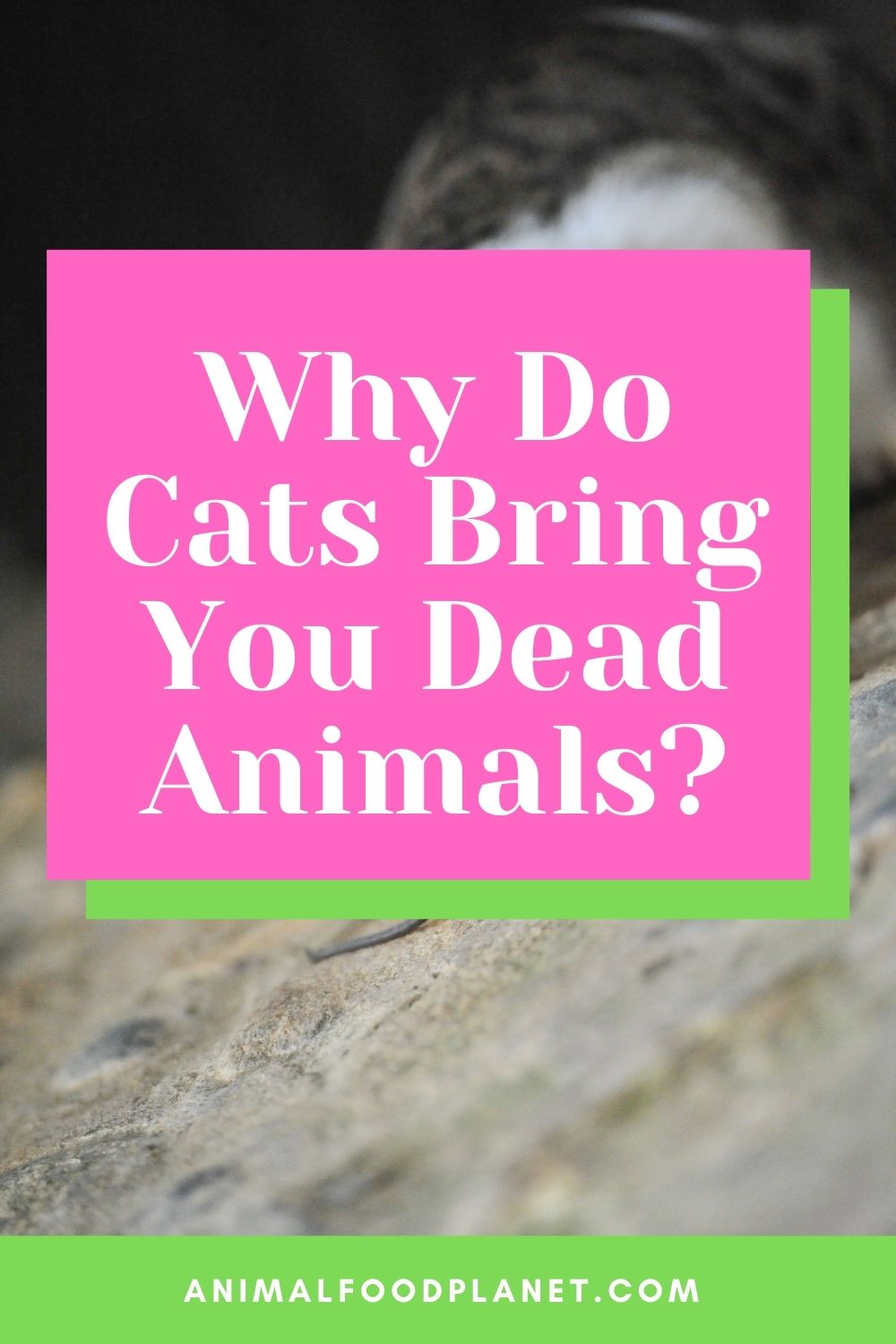 Why Do Cats Bring You Dead Animals