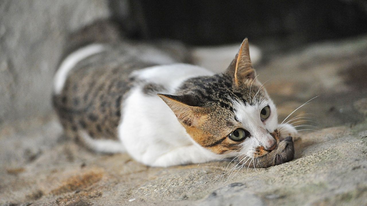 Why Do Cats Bring You Dead Animals - 4 Surprising Reasons