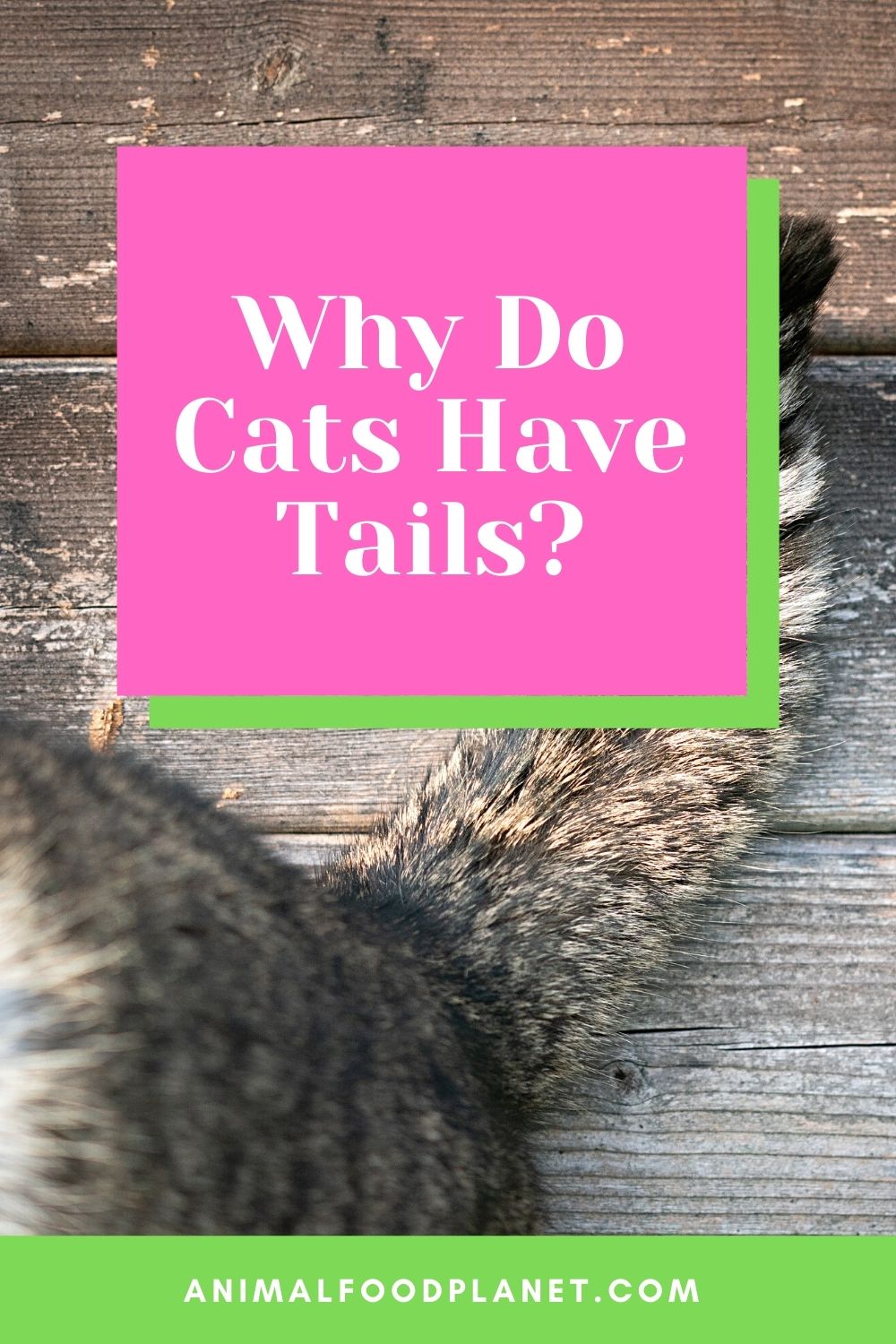 Why Do Cats Have Tails