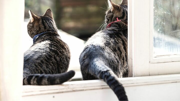 Why Do Cats Have Tails? 4 Superb Reasons!