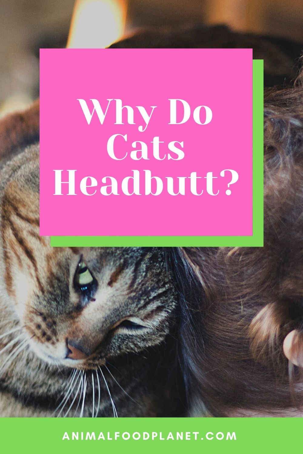 Why Do Cats Headbutt