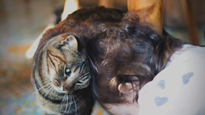 Why Do Cats Headbutt? 3 Stunning Reasons!