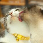 Why Do Cats Lick Each Other