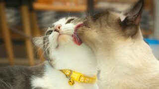 Why Do Cats Lick Each Other