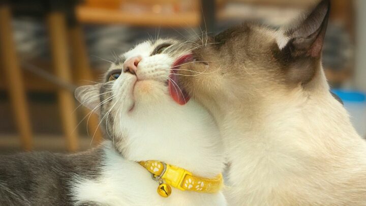 Why Do Cats Lick Each Other? 4 Incredible Reasons!