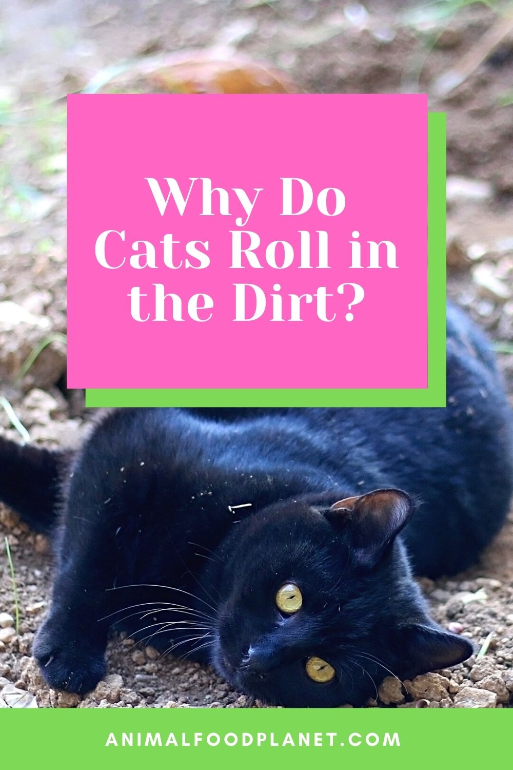 Why Do Cats Roll in the Dirt