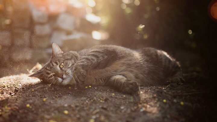 Why Do Cats Roll in the Dirt? 7 Surprising Reasons