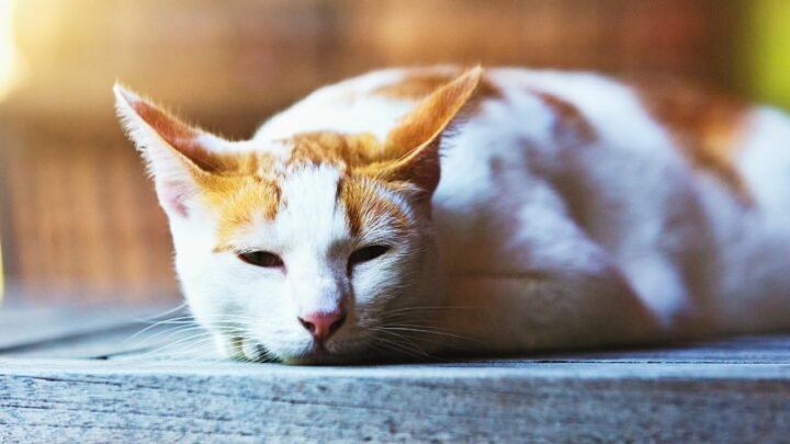 Why Do Cats Twitch in Their Sleep? 5 Interesting Reasons