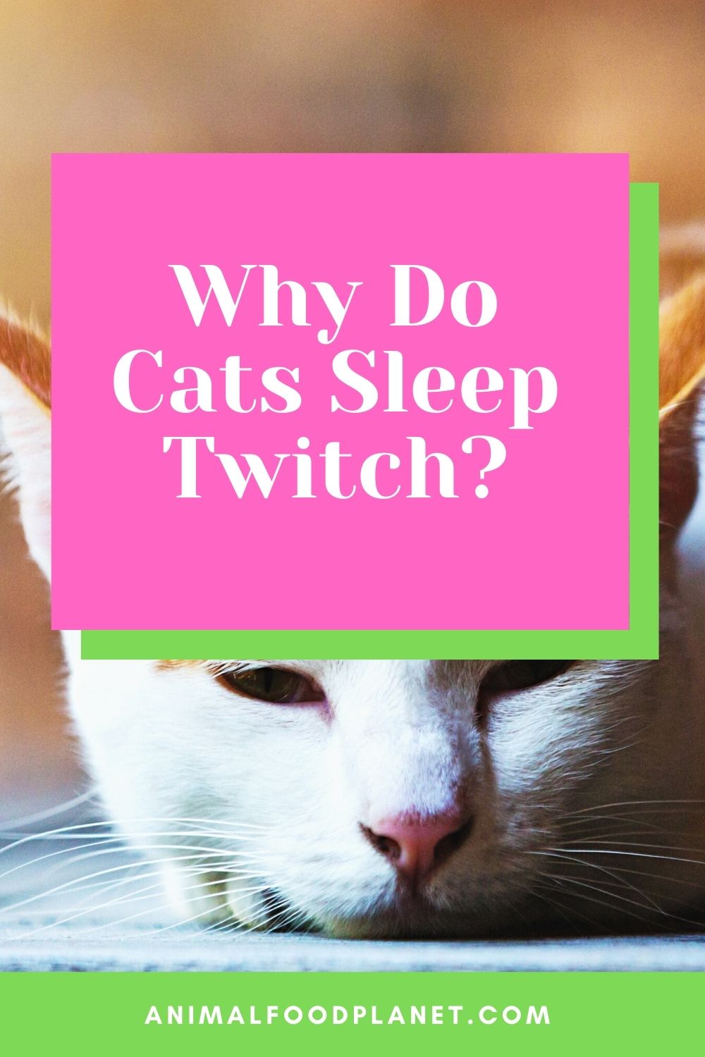 Why Do Cats Twitch in Their Sleep