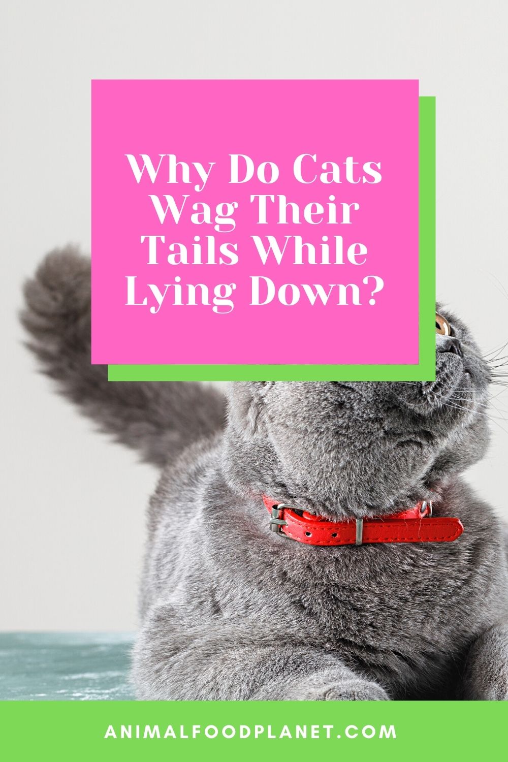 Why Do Cats Wag Their Tails While Lying Down