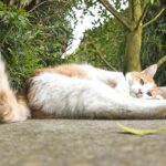 Why Do Cats Wag Their Tails While Lying Down
