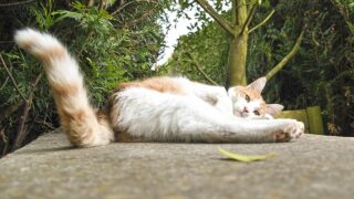 Why Do Cats Wag Their Tails While Lying Down