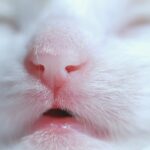 Why are Cats' Noses Wet