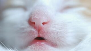 Why are Cats' Noses Wet