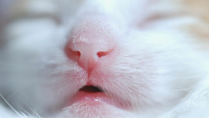 Why are Cats’ Noses Wet? 5 Shocking Reasons!