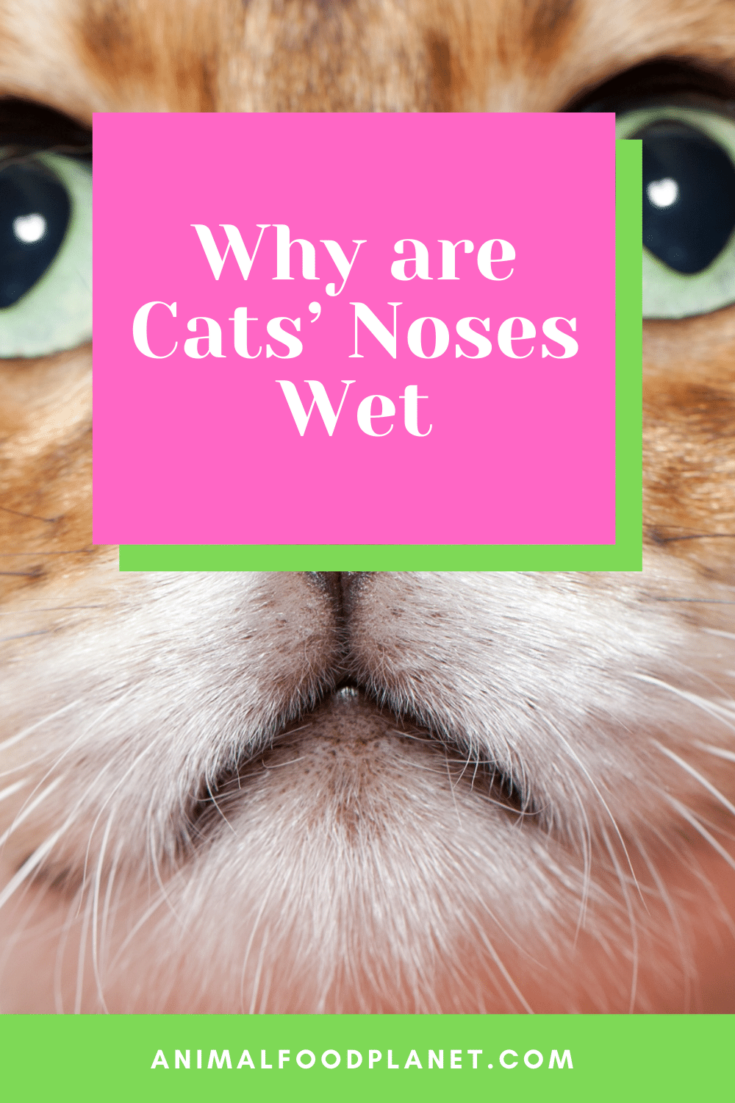 Why are Cats’ Noses Wet?