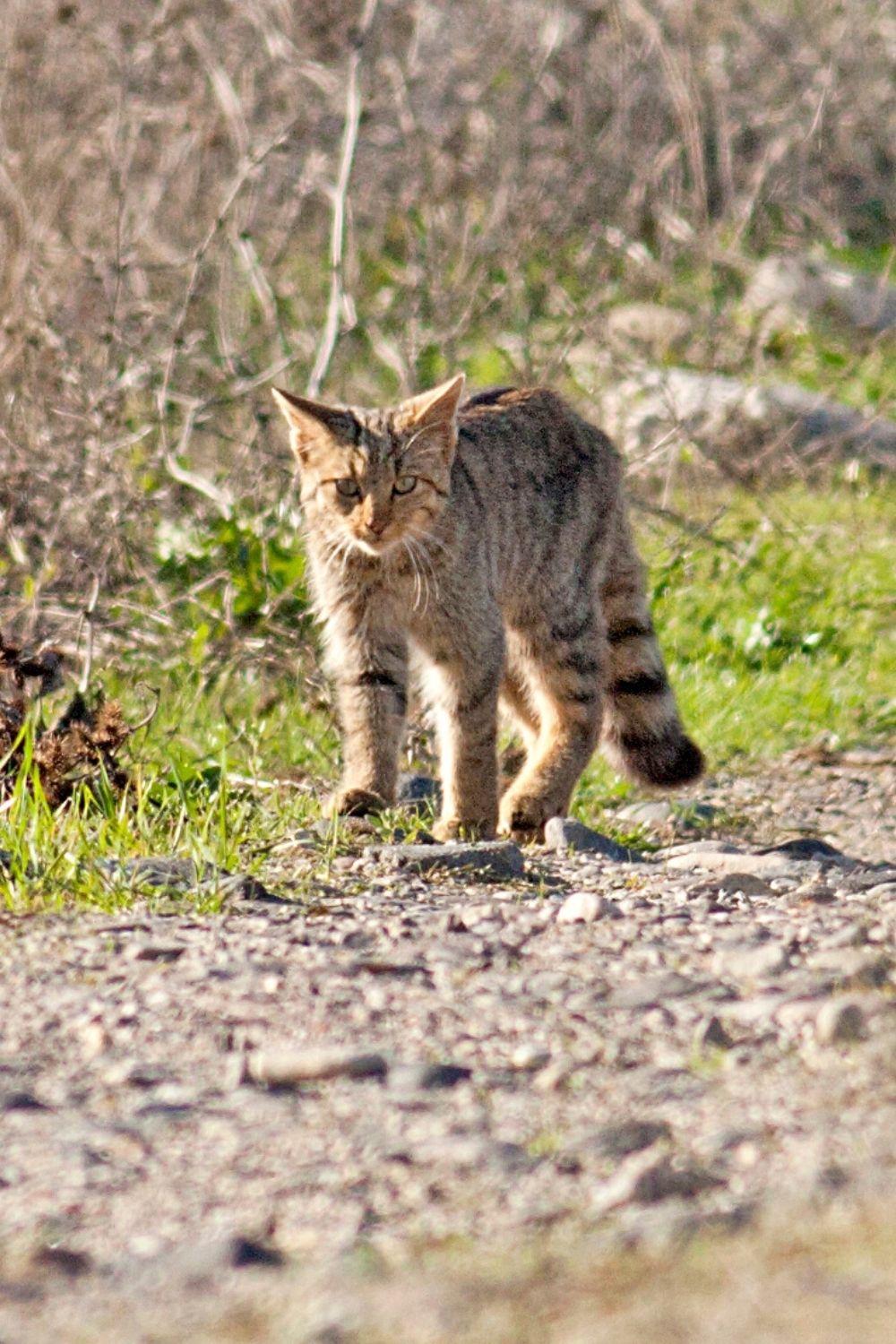 Wild cats either hold their tails downward or horizontally as a survival strategy