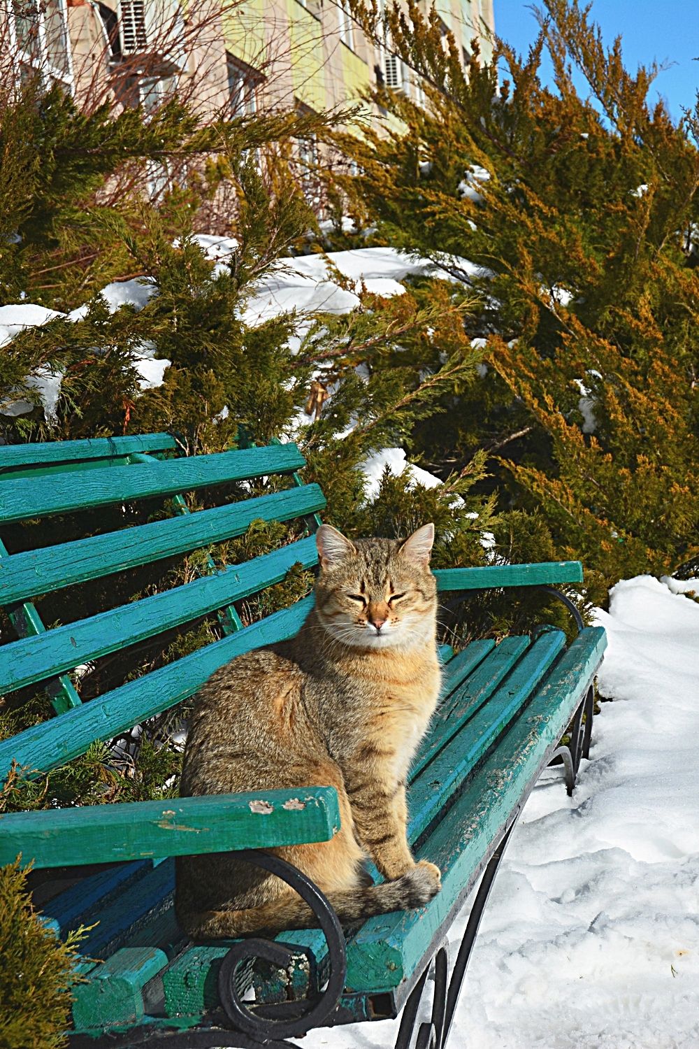You can still show kindness to a stray or homeless cat to make it more comfortable during the cold months