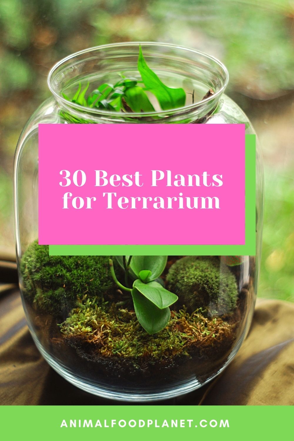 30 Best Plants for Terrarium
