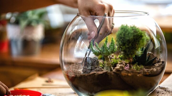 30 Best Plants for Terrarium — 2022 Best Guide