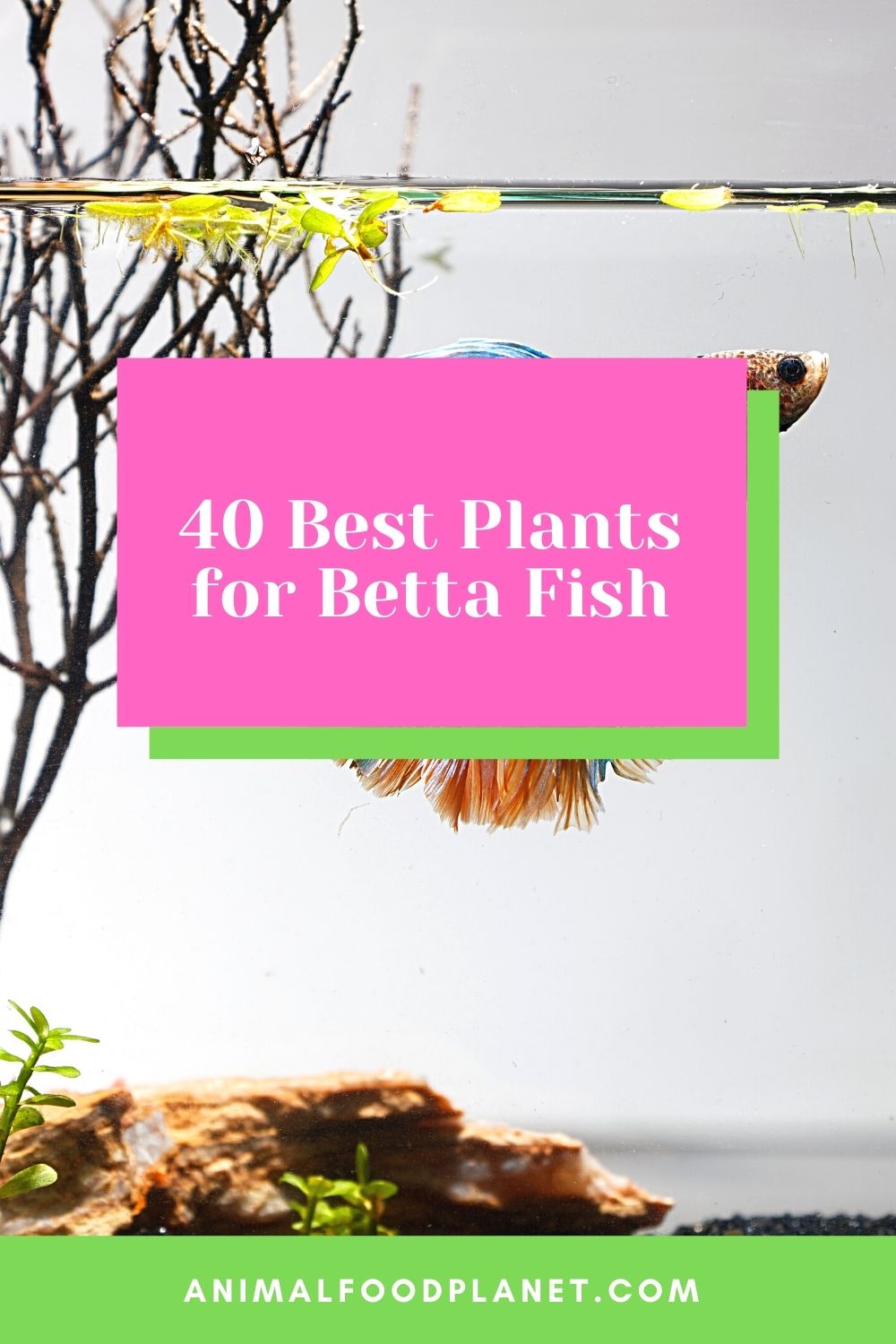 40 Best Plants for Betta Fish
