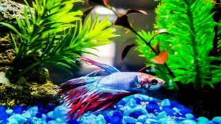 40 Best Plants for Betta Fish