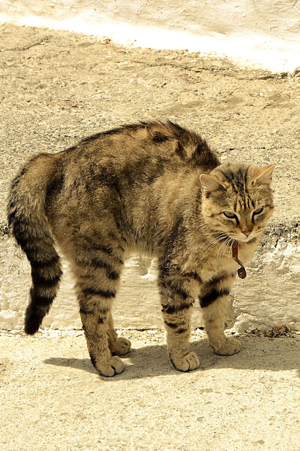 A cat growling from fear or confusion displays a defensive posture