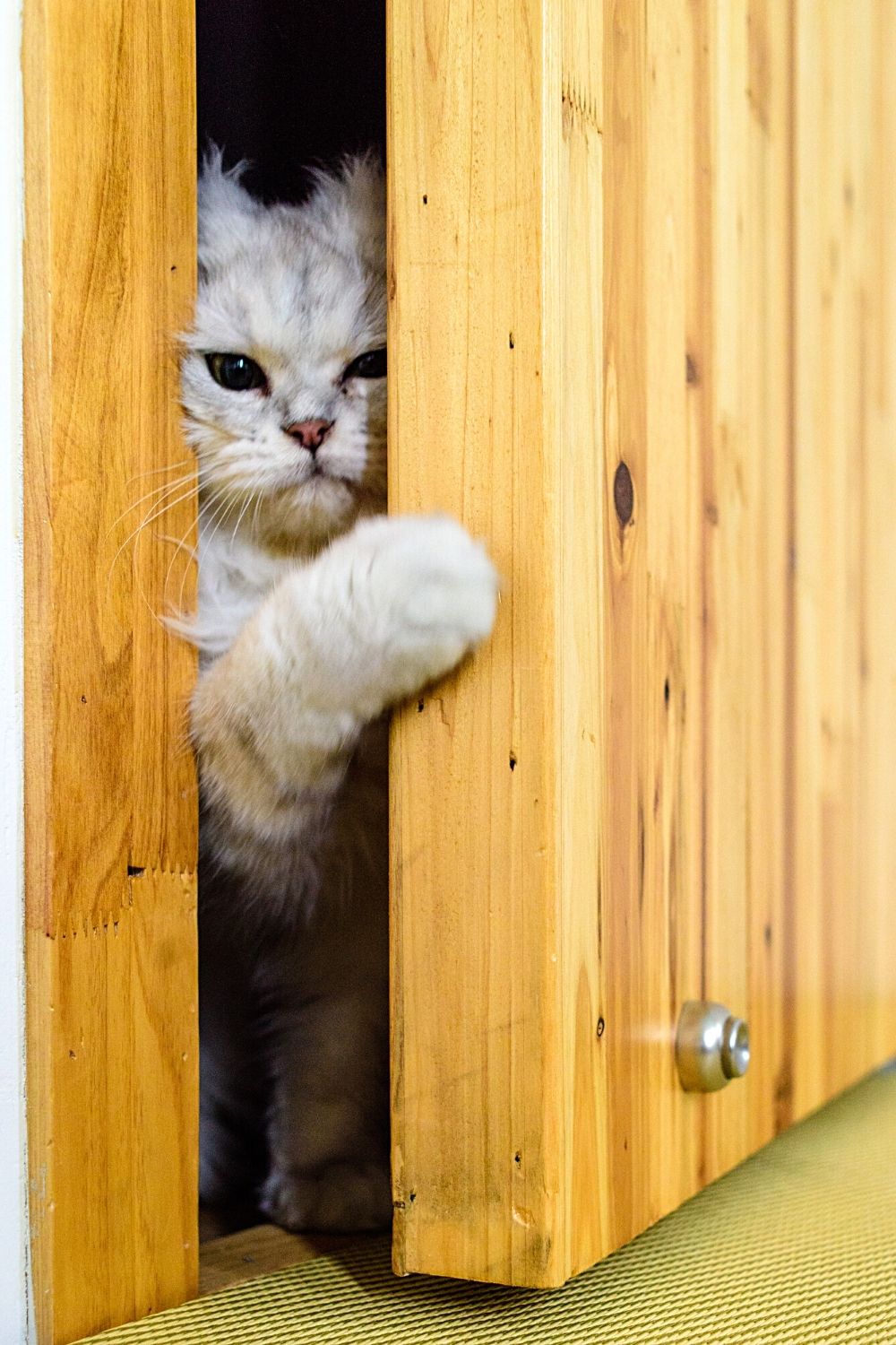 A cat hates closed doors because it wants to be a part of the activity happening on the other side of the door