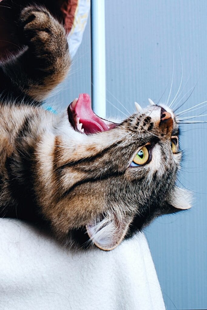 Why Do Cats Growl? 7 Striking Reasons