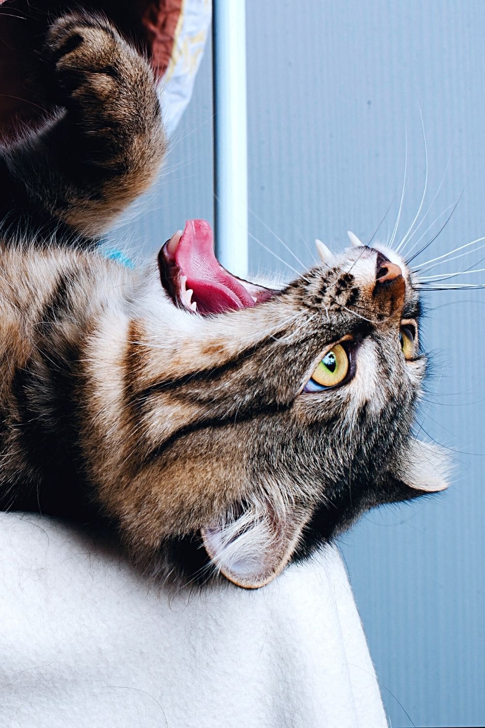A cat in pain can express it through growling, especially when you touch that painful body part