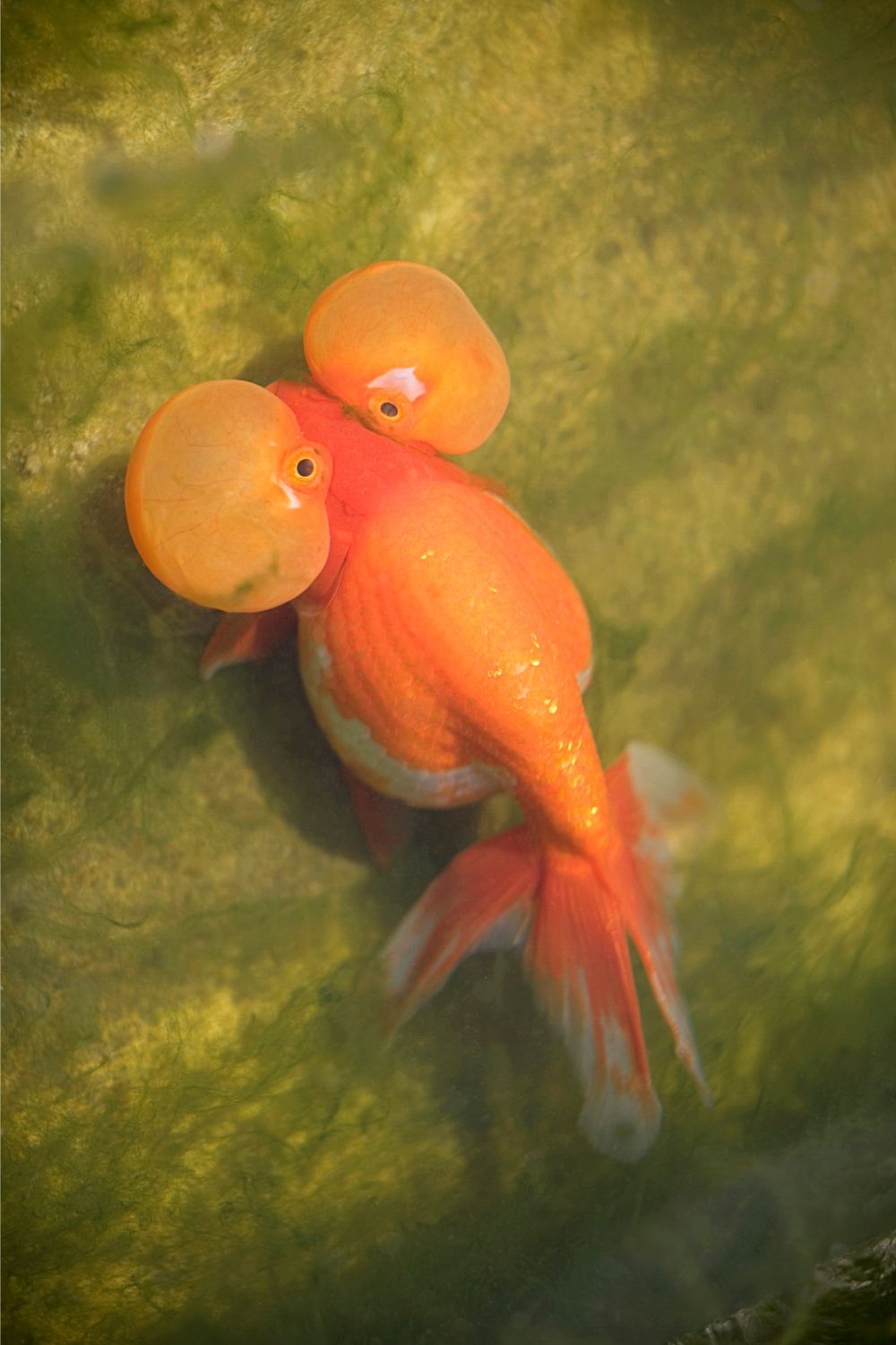 A goldfish that appears to be overweight and stays that way for quite some time might have Dropsy
