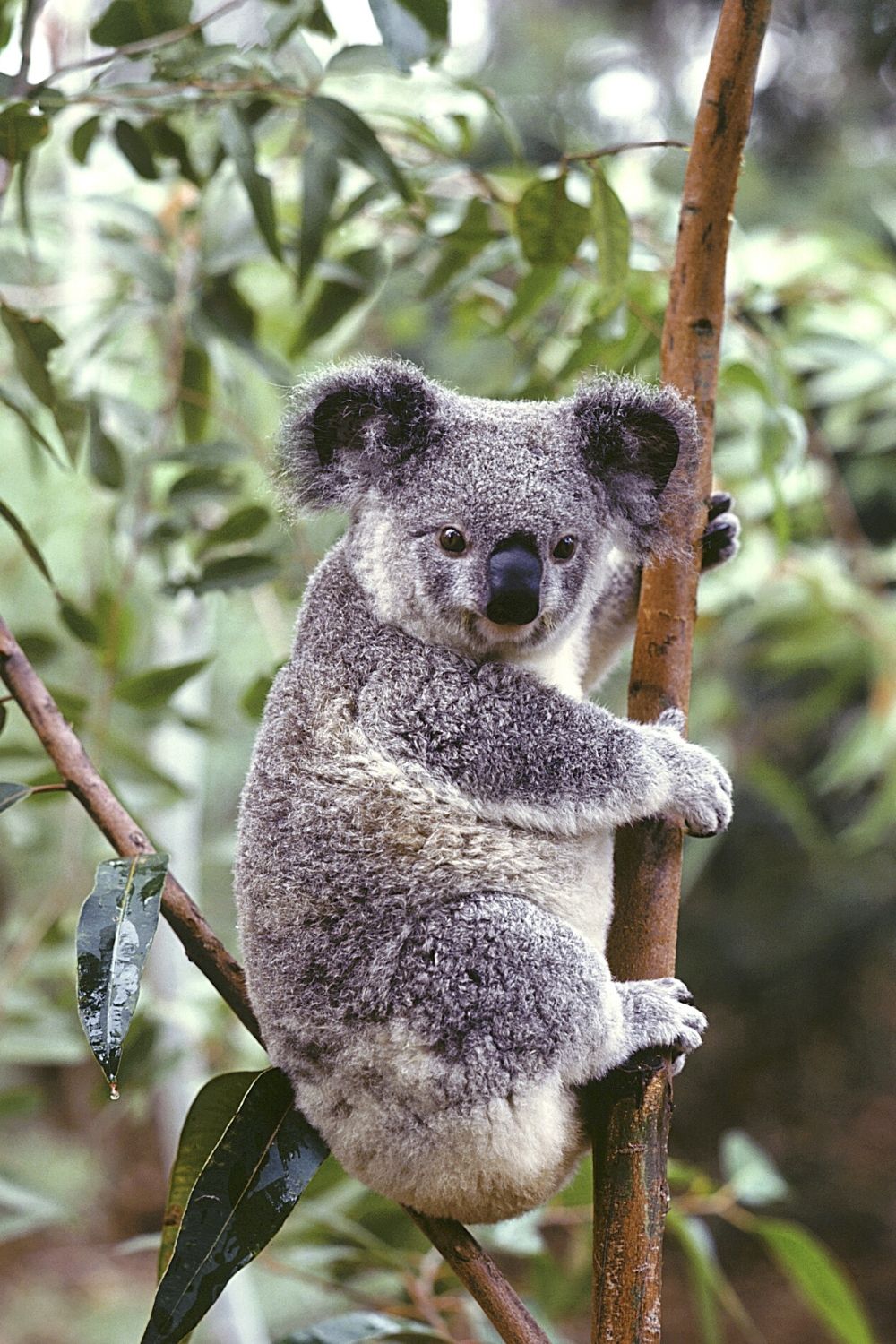 A koala infected with Chlamydia can pass the strain on their urine, and consequently, to anyone coming in contact with that urine
