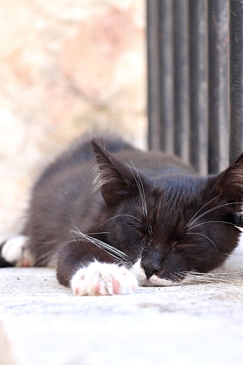 Abandoned or lost cats prefer to sleep on a porch or other shelter where people leave food for them