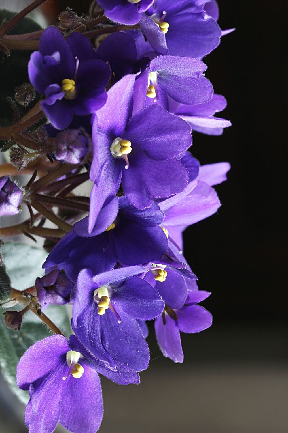 African violet will thrive in a terrarium as it requires hot, damp, and moist atmosphere to survive