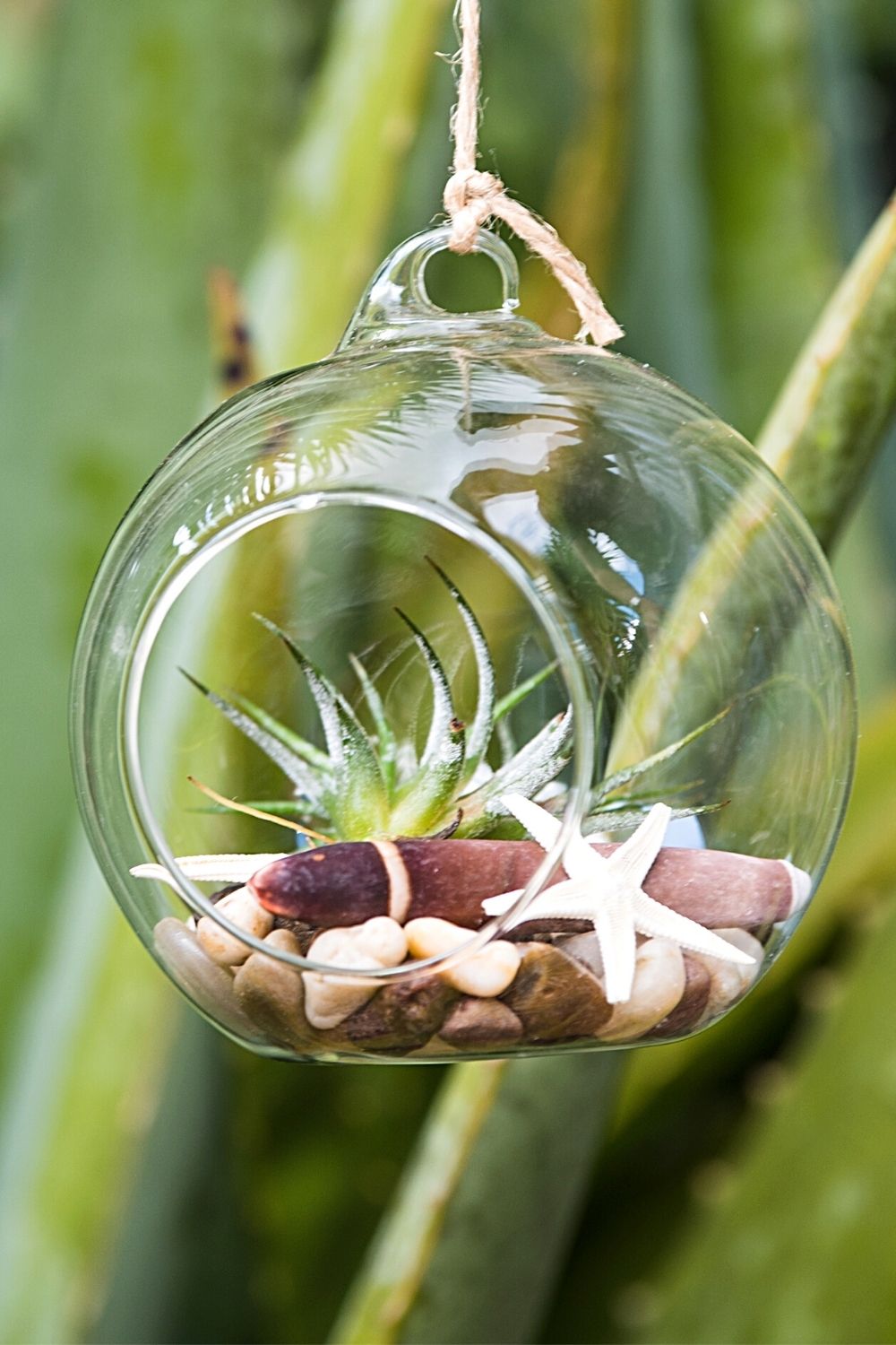 If you're looking for a low-maintenance plant to grow in a terrarium, Air plant is your best choice