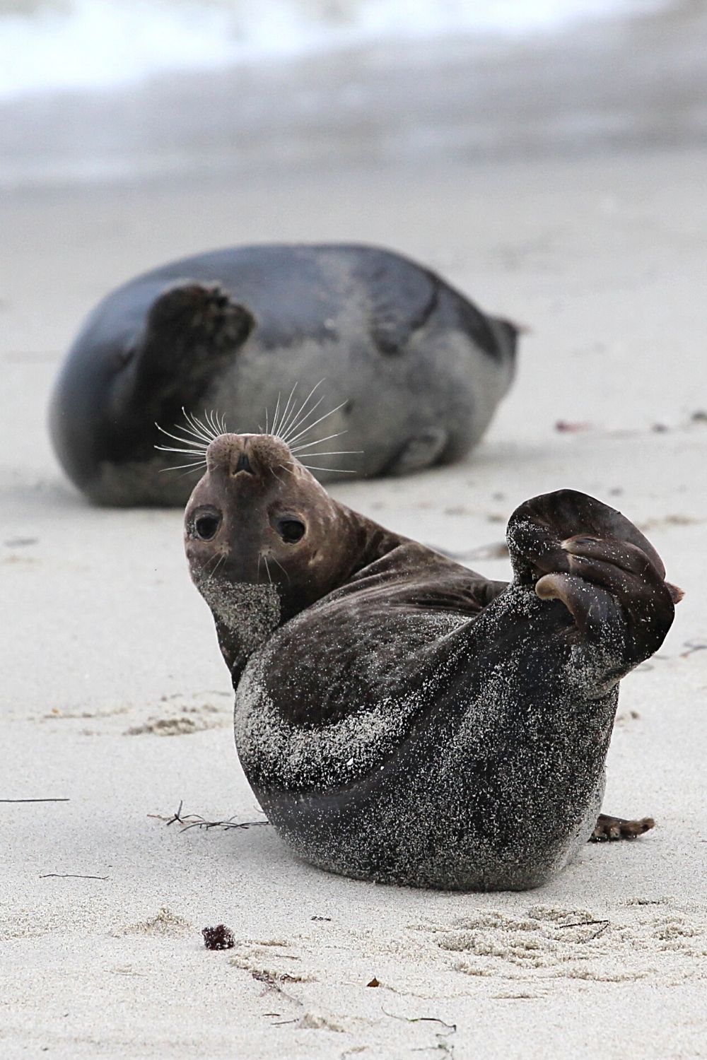 Almost everything that seals do look so cute