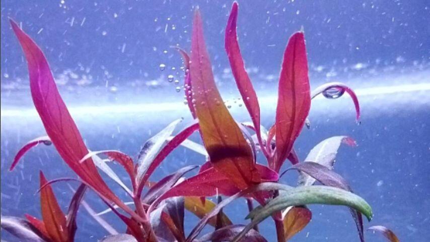 Alternanthera Rosaefolia, with its magenta-colored leaves, adds a pop of color to your betta fish aquarium