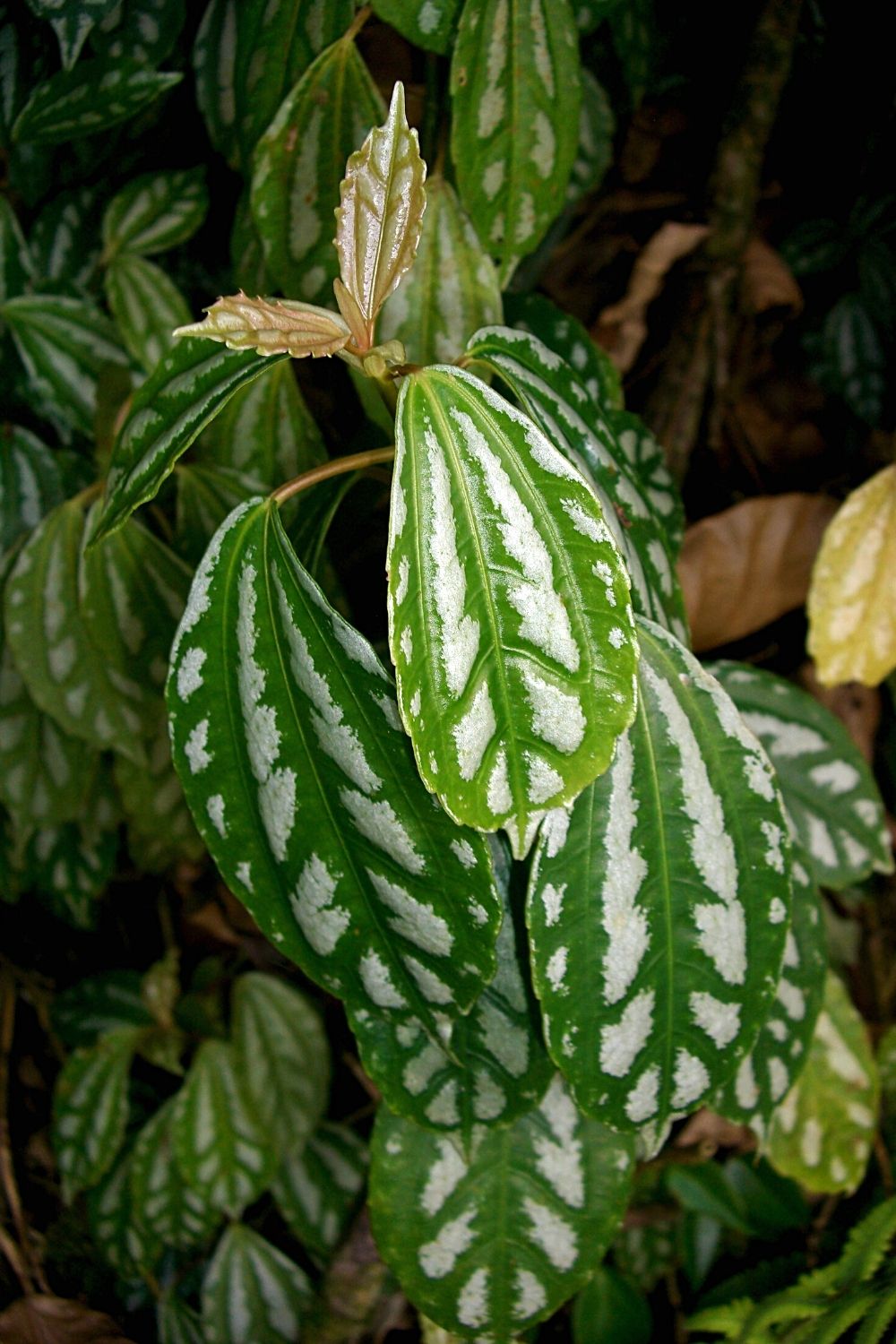 Aluminum plant is another great plant to grow in a terrarium due to its leaves having silvery stripes