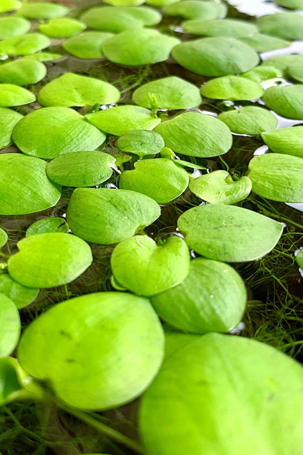 Amazon Frogbit offers excellent cover for betta fish and shrimps