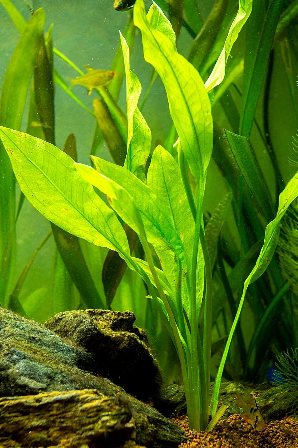 Amazon Sword is a very popular aquatic plant that you can grow for your betta fish's aquarium
