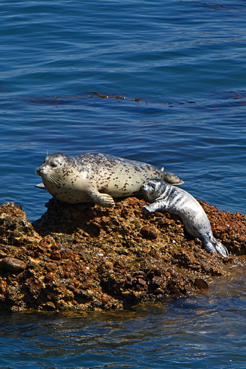 Another reason seals are so cute is because they are very affectionate with their own species