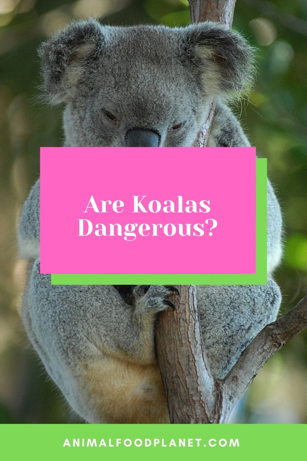 Are Koalas Dangerous?