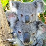 Are Koalas Dangerous