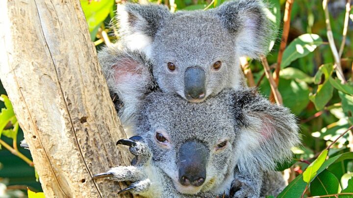 Are Koalas Dangerous? 3 Reasons Why They Get Aggresive!
