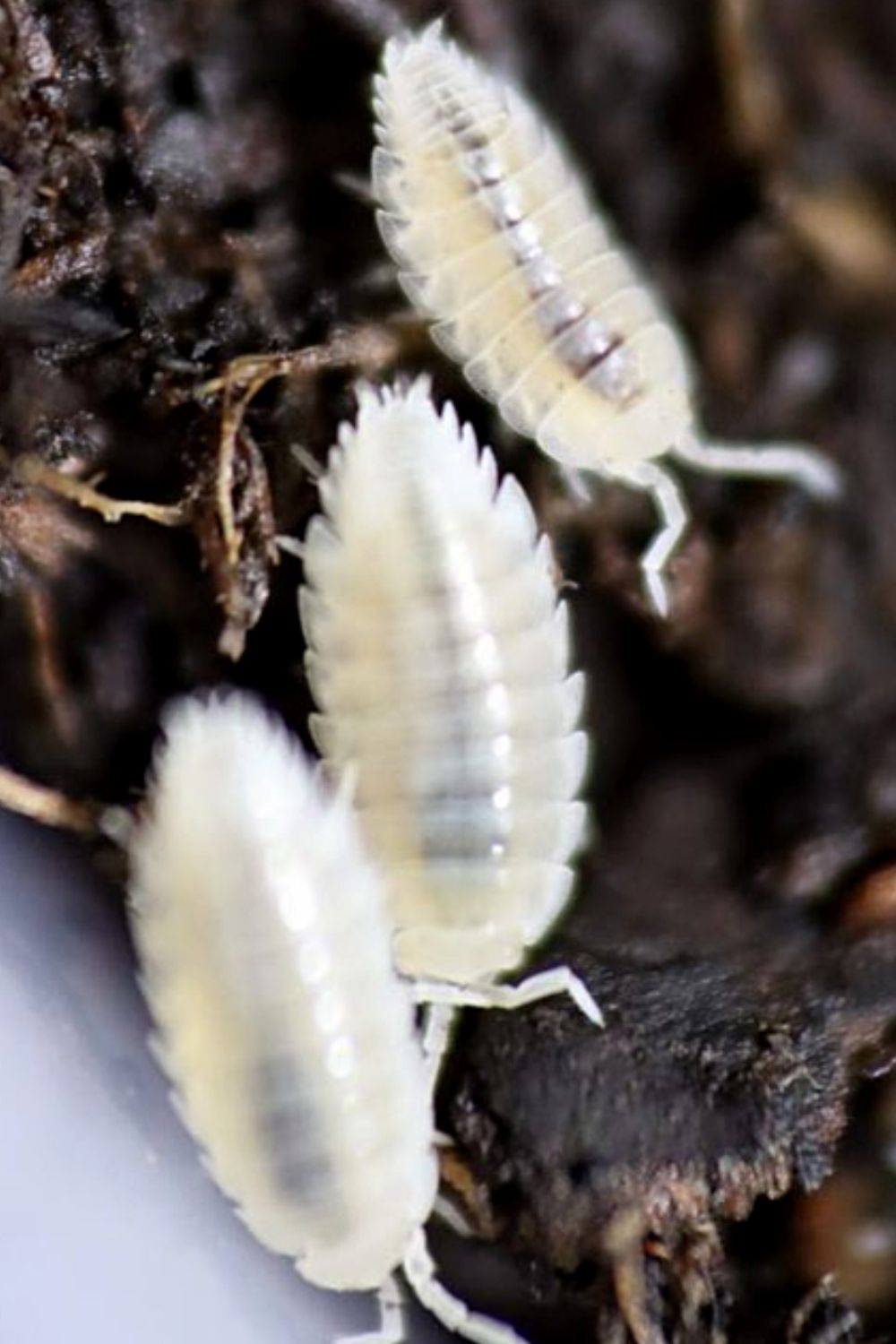 As dwarf white isopods are parthenogenic, they have high reproduction rates